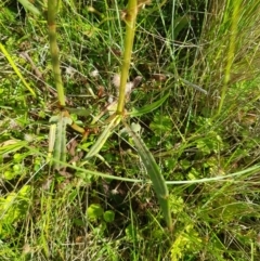 Rumex brownii at Tinderry, NSW - 28 Jan 2023