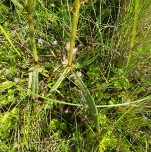 Rumex brownii at Tinderry, NSW - 28 Jan 2023