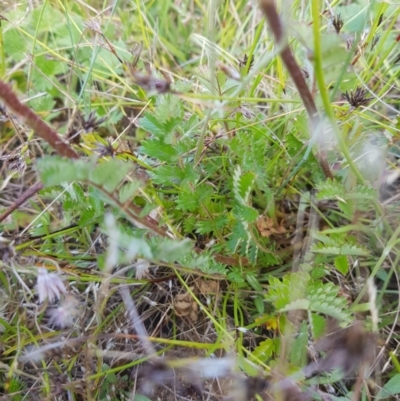 Acaena x ovina (Sheep's Burr) at Mt Holland - 27 Jan 2023 by danswell