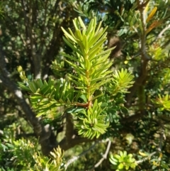 Banksia marginata (Silver Banksia) at Mt Holland - 27 Jan 2023 by danswell