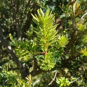 Banksia marginata at Tinderry, NSW - 28 Jan 2023