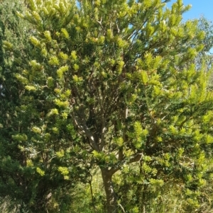 Banksia marginata at Tinderry, NSW - 28 Jan 2023