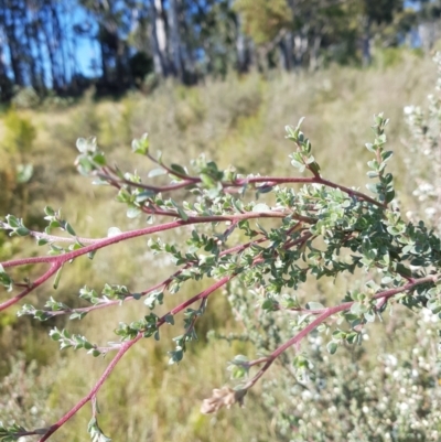 Leptospermum myrtifolium (Myrtle Teatree) at Mt Holland - 27 Jan 2023 by danswell