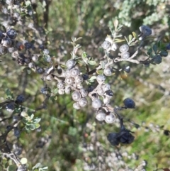 Leptospermum myrtifolium at Tinderry, NSW - 28 Jan 2023 08:39 AM