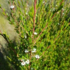 Kunzea ericoides (Burgan) at Mt Holland - 27 Jan 2023 by danswell