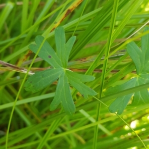 Geranium neglectum at Tinderry, NSW - 28 Jan 2023