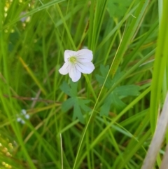 Geranium neglectum at Tinderry, NSW - 28 Jan 2023