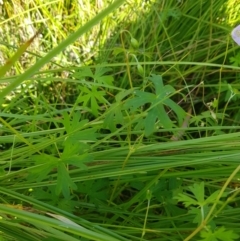 Geranium neglectum at Tinderry, NSW - 28 Jan 2023