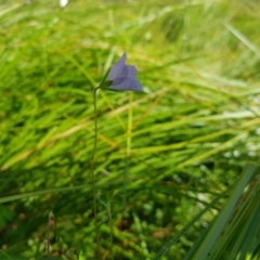 Geranium neglectum at Tinderry, NSW - 28 Jan 2023