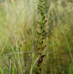 Microtis sp. (Onion Orchid) at Tinderry, NSW - 28 Jan 2023 by danswell