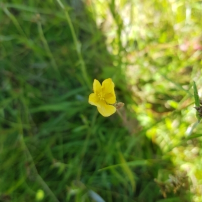 Hypericum gramineum (Small St Johns Wort) at Tinderry, NSW - 27 Jan 2023 by danswell