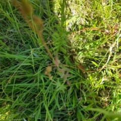 Hypericum gramineum at Tinderry, NSW - 27 Jan 2023