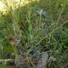 Chrysocephalum apiculatum (Common Everlasting) at Mt Holland - 27 Jan 2023 by danswell