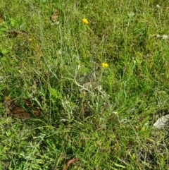 Chrysocephalum apiculatum at Tinderry, NSW - 27 Jan 2023