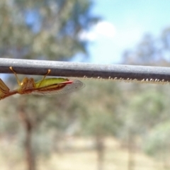 Mantispidae (family) (Unidentified mantisfly) at Mount Majura - 9 Mar 2016 by Miranda