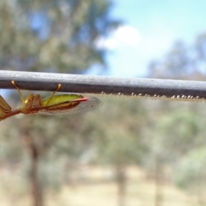 Mantispidae (family) at Hackett, ACT - 9 Mar 2016 02:26 PM