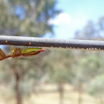 Mantispidae (family) (Unidentified mantisfly) at Hackett, ACT - 9 Mar 2016 by Miranda