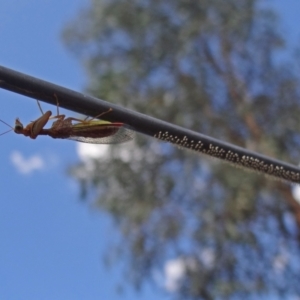 Mantispidae (family) at Hackett, ACT - 9 Mar 2016