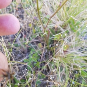 Brachyscome spathulata at Tinderry, NSW - 27 Jan 2023 04:36 PM