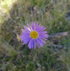 Brachyscome spathulata at Tinderry, NSW - 27 Jan 2023 04:36 PM