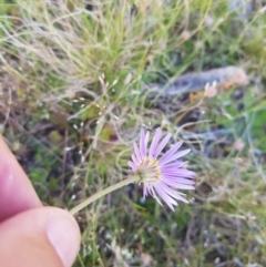 Brachyscome spathulata at Tinderry, NSW - 27 Jan 2023 04:36 PM