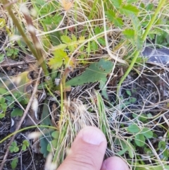 Brachyscome spathulata at Tinderry, NSW - 27 Jan 2023 04:36 PM