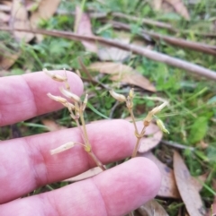 Cerastium glomeratum (Sticky Mouse-ear Chickweed) at Tinderry, NSW - 27 Jan 2023 by danswell