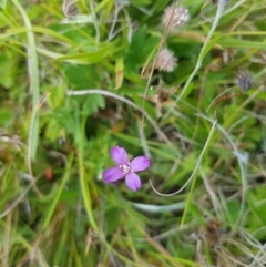 Epilobium sp. (A Willow Herb) at Mt Holland - 27 Jan 2023 by danswell