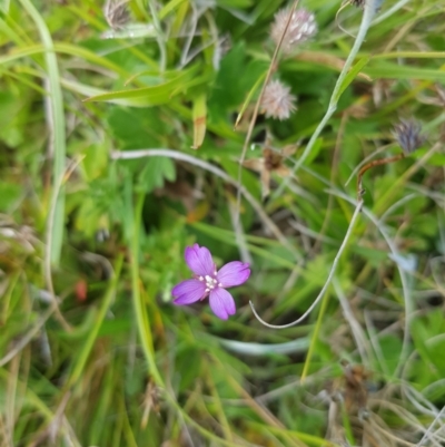 Epilobium sp. (A Willow Herb) at Mt Holland - 27 Jan 2023 by danswell