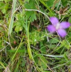 Epilobium sp. at Tinderry, NSW - 27 Jan 2023