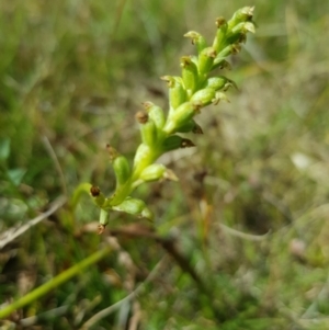 Microtis sp. at Tinderry, NSW - 27 Jan 2023