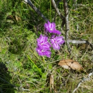 Thysanotus tuberosus subsp. tuberosus at Tinderry, NSW - 27 Jan 2023