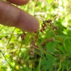 Gonocarpus tetragynus (Common Raspwort) at Tinderry, NSW - 27 Jan 2023 by danswell