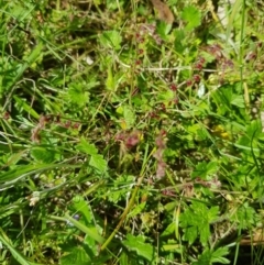 Gonocarpus tetragynus at Tinderry, NSW - 27 Jan 2023 03:54 PM