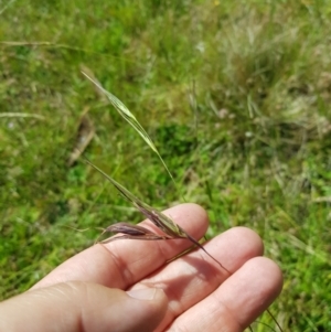 Themeda triandra at Tinderry, NSW - 27 Jan 2023 03:52 PM