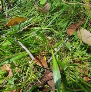 Brachyscome decipiens at Tinderry, NSW - 27 Jan 2023