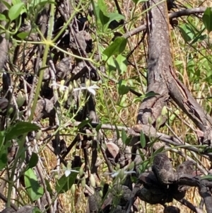 Clematis glycinoides at Flynn, ACT - 8 Jan 2023 11:14 AM