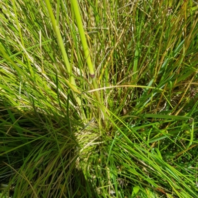 Hookerochloa hookeriana (Hooker's Fescue) at Mt Holland - 27 Jan 2023 by danswell