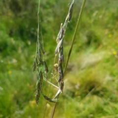 Hookerochloa hookeriana at Tinderry, NSW - 27 Jan 2023 03:28 PM