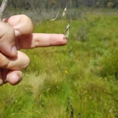 Hookerochloa hookeriana at Tinderry, NSW - 27 Jan 2023