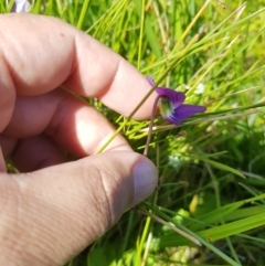 Viola betonicifolia (Mountain Violet) at Tinderry, NSW - 27 Jan 2023 by danswell