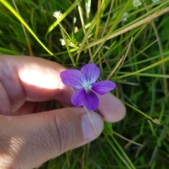 Viola betonicifolia at Tinderry, NSW - 27 Jan 2023 03:24 PM