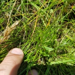 Brachyscome graminea (Grass Daisy) at Mt Holland - 27 Jan 2023 by danswell