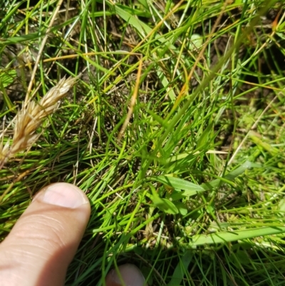 Brachyscome graminea (Grass Daisy) at Mt Holland - 27 Jan 2023 by danswell