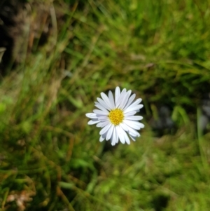 Brachyscome graminea at Tinderry, NSW - 27 Jan 2023