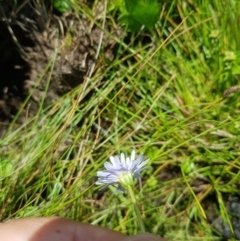 Brachyscome graminea at Tinderry, NSW - 27 Jan 2023