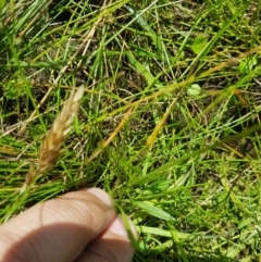 Brachyscome graminea at Tinderry, NSW - 27 Jan 2023