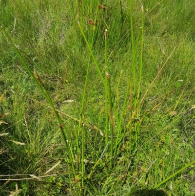 Juncus phaeanthus (Dark-flower Rush) at Mt Holland - 27 Jan 2023 by danswell