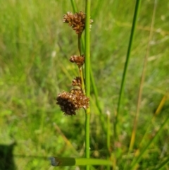 Juncus phaeanthus at Tinderry, NSW - 27 Jan 2023 03:19 PM