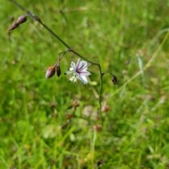 Arthropodium milleflorum (Vanilla Lily) at Mt Holland - 27 Jan 2023 by danswell